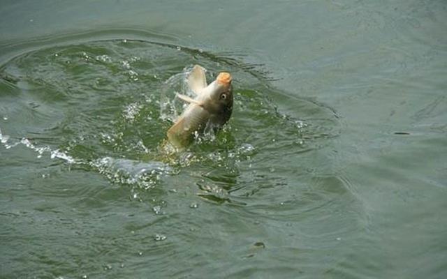 最新鉤魚視頻大全，全面評測與深度介紹，不容錯過！