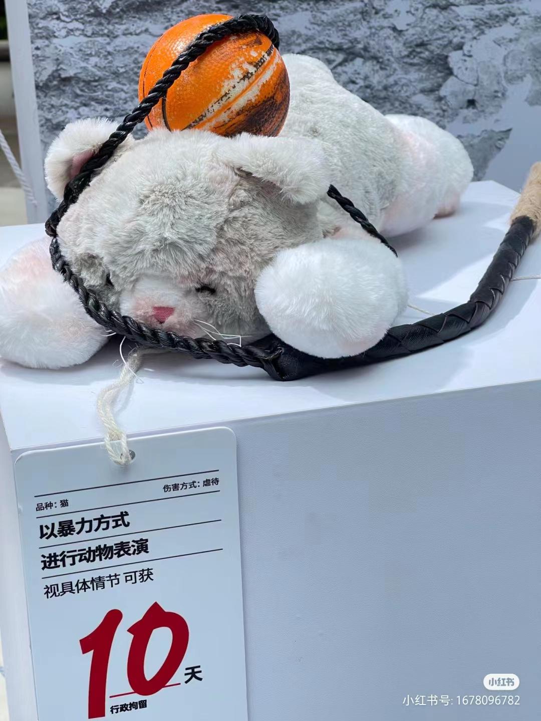 動(dòng)漫動(dòng)物圖片大賞，小紅書夢(mèng)幻分享，治愈瞬間，萌趣橫生